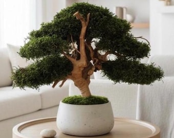 Preserved moss bonsai tree large, Bonsai driftwood tree, Japanese home decorative items, Stress relief decor