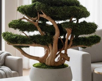 Large preserved bonsai tree, Driftwood bonsai with moss, Evergreen bonsai, Maintenance free plant, Zen japanese decor