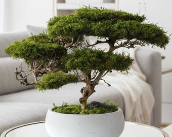 Konservierter Moos-Bonsai, handgefertigte japanische Zen-Dekoration, Zen-Gartenbaum, Savannen-Akazie, japanisches Einzugsgeschenk, Jubiläumsgeschenk