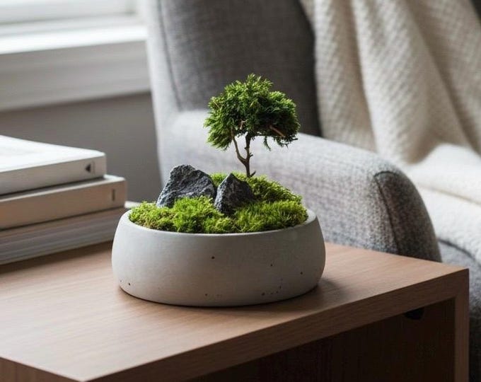 Green Prince Cedar of Lebanon Bonsai Windswept Fukinagashi Style 8