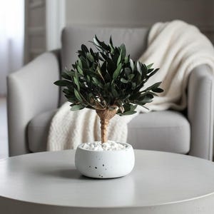 Bonsái de olivo silvestre preservado, decoración mediterránea para el hogar, adorno para mesa de centro.