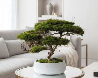 Artificial bonsai tree, Preserved bonsai for living room, Japanese inspired decor, Modern home decor, Savanna acacia tree, Anniversary gift