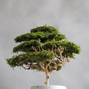 Handmade bonsai tree made from preserved flat moss in a natural green shade, displayed in a 15 cm round grey pot with visible decorative branches.