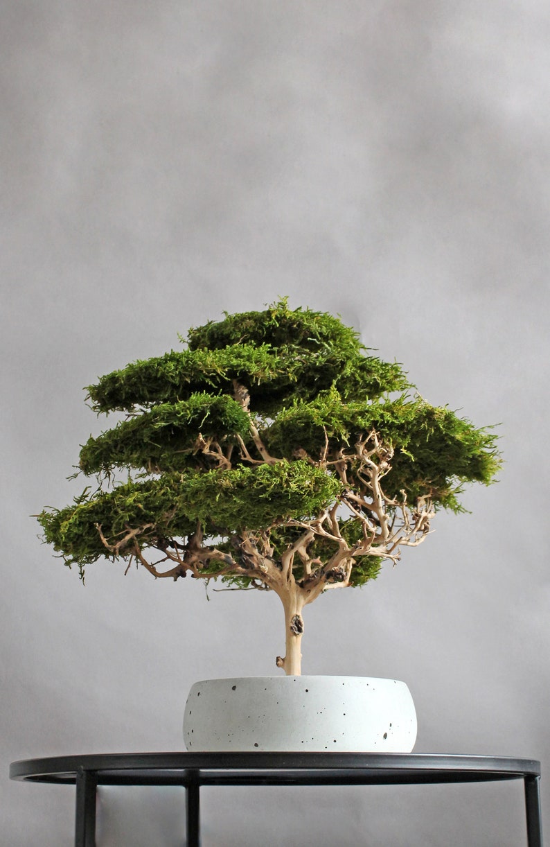 Artificial bonsai tree with natural moss and trunk, indoor driftwood bonsai plant, savanna acacia tree image 5