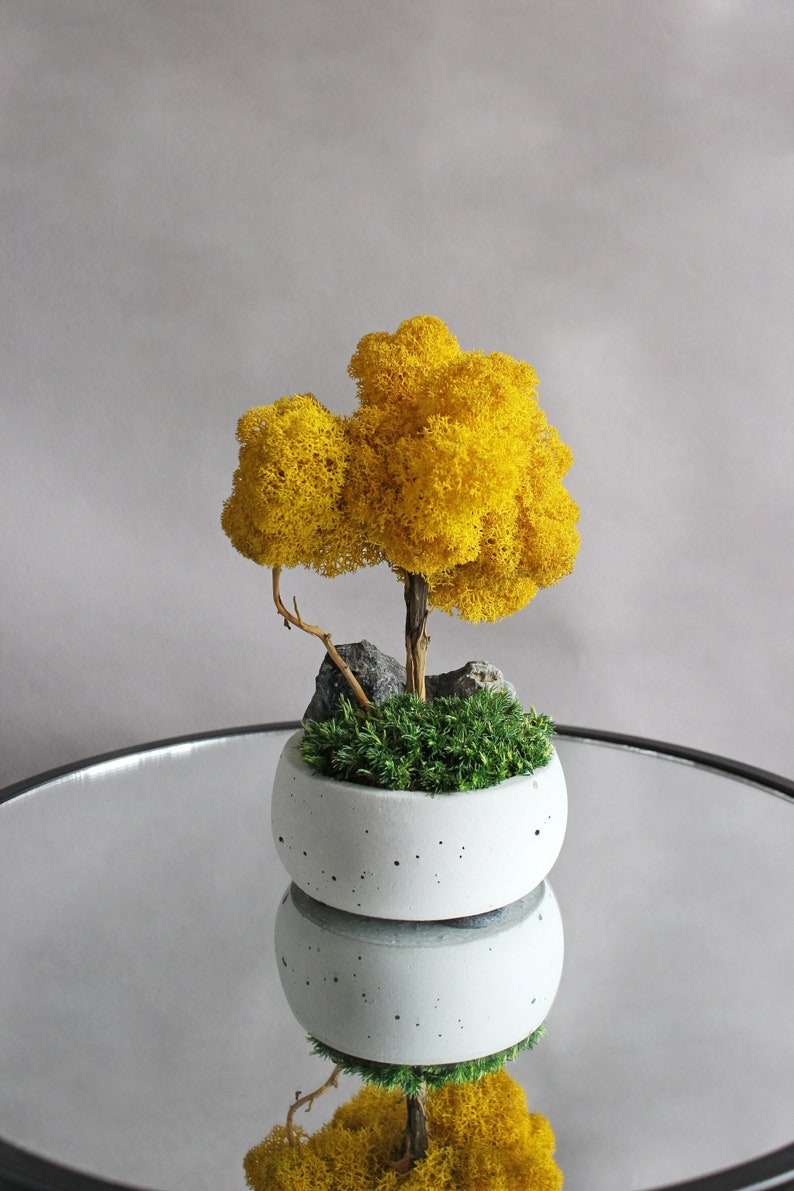 Artificial bonsai made of yellow reindeer moss and driftwood. It is placed in gray handmade concrete pot with graphite stone and green moss which imitates the grass. Natural decoration in autumn colors.