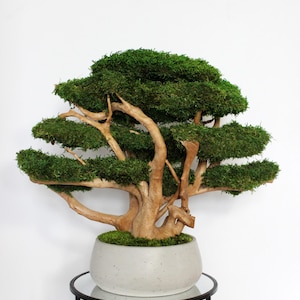 Very large preserved moss bonsai tree made from natural long moss in a medium green shade, arranged on natural driftwood in a handmade gray concrete pot filled with preserved mood moss.
