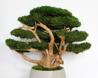 Large Indoor Bonsai Tree, Driftwood Bonsai for Living Room, Earth Tone  Decor, Nature Inspired Home Decor, Entryway Decor, Tree of Life - Etsy