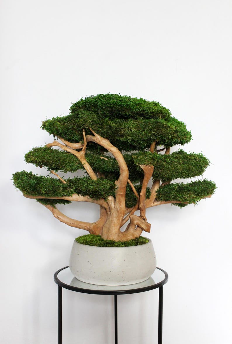 Very large preserved moss bonsai tree made from natural long moss in a medium green shade, arranged on natural driftwood in a handmade gray concrete pot filled with preserved mood moss.