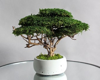 Natural bonsai with moss and driftwood, indoor plant low light, office desk decoration