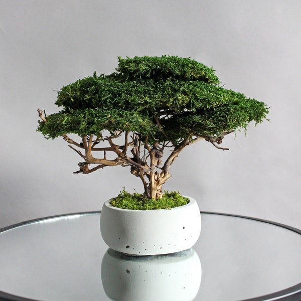 Natural bonsai with moss and driftwood, indoor plant low light