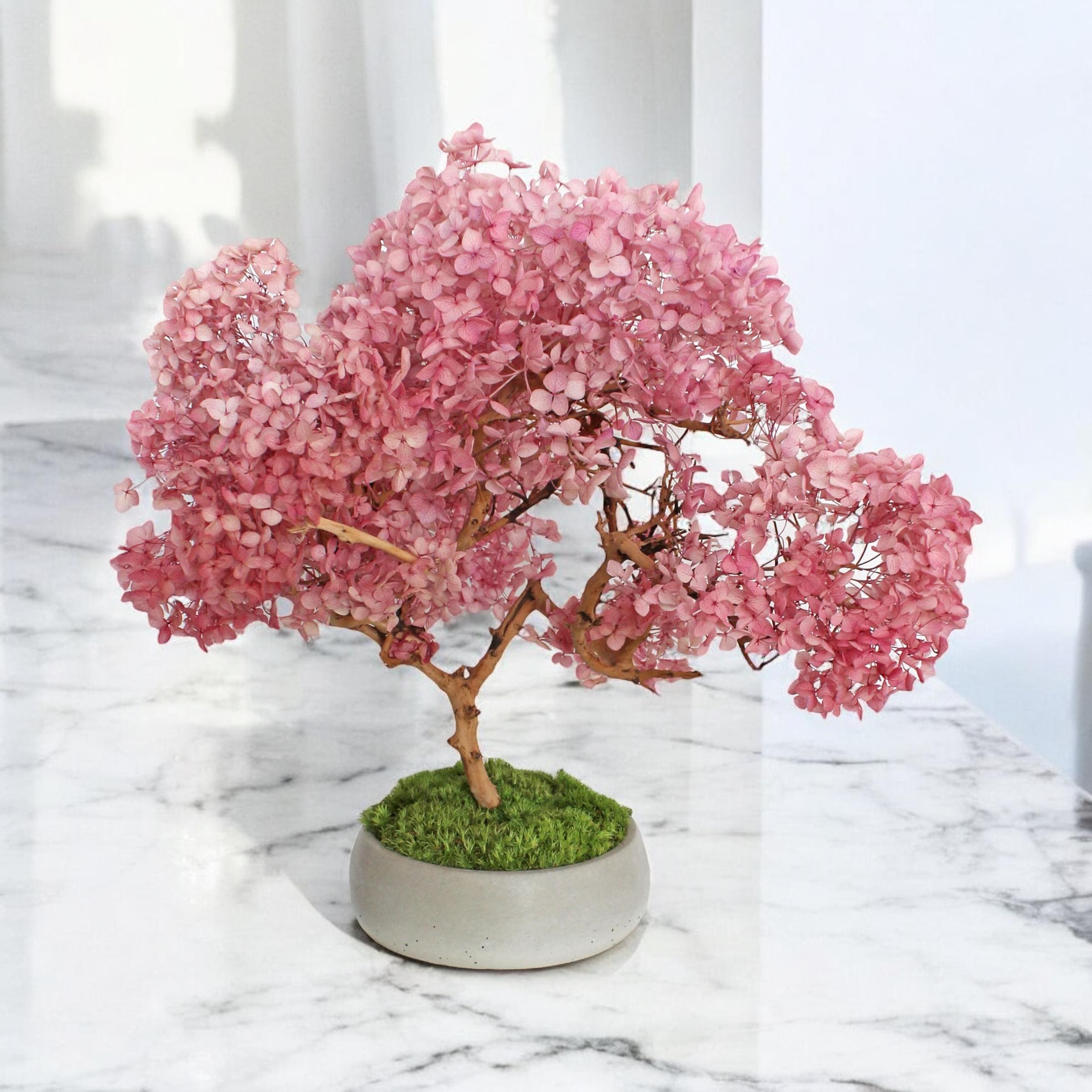 Pink Cherry Blossom Bonsai Tree, Japanese Sakura Tree