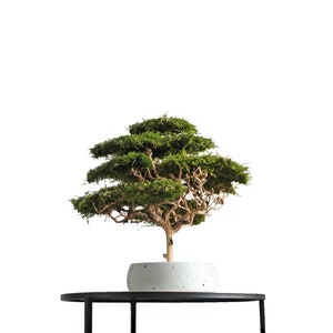 Handmade bonsai tree made from preserved flat moss in a natural green shade, displayed in a 15 cm round grey pot with beautifully visible decorative branches.