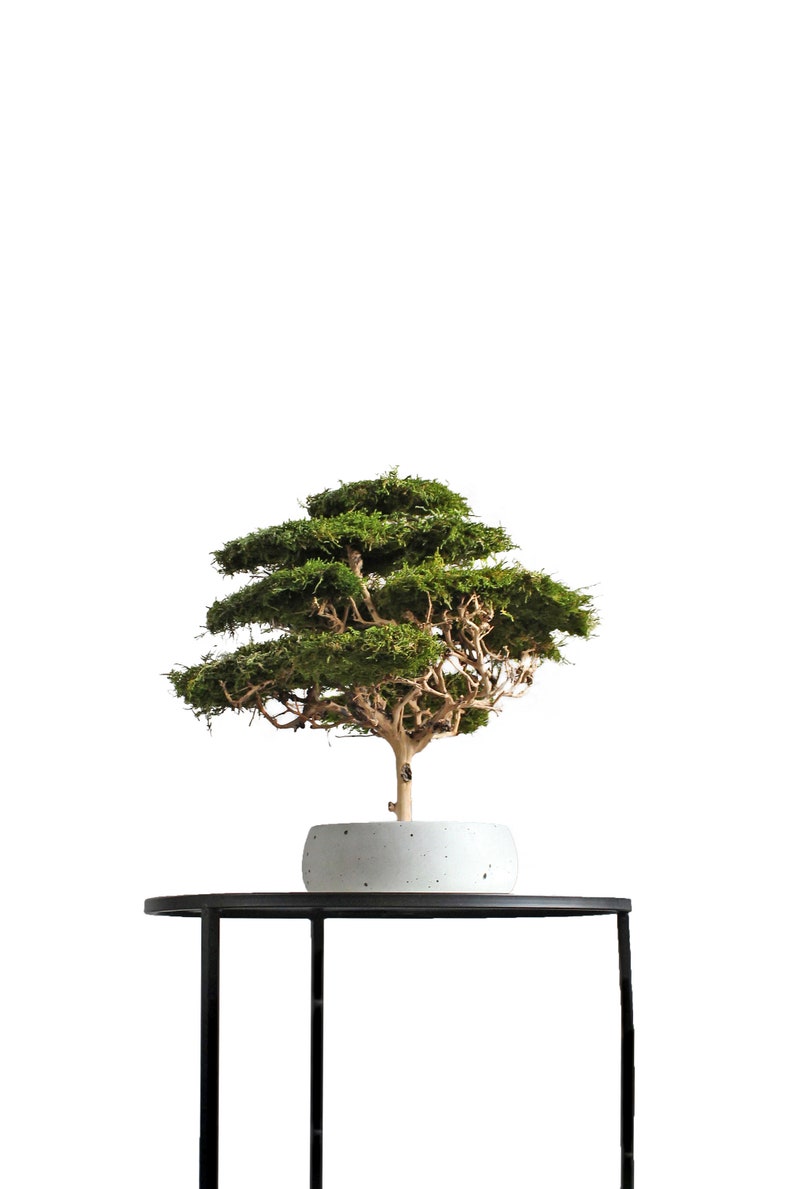 Handmade bonsai tree made from preserved flat moss in a natural green shade, displayed in a 15 cm round grey pot with beautifully visible decorative branches.
