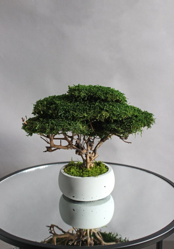 Mini vaso da fiori in ceramica per giardinaggio da scrivania
