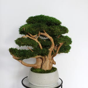 Very large preserved moss bonsai tree made from natural long moss in a medium green shade, arranged on natural driftwood in a handmade gray concrete pot filled with preserved mood moss.