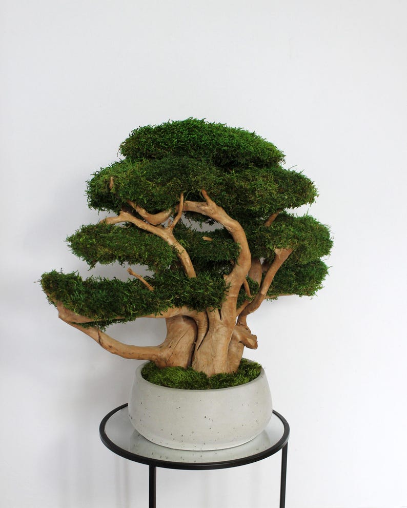 Very large preserved moss bonsai tree made from natural long moss in a medium green shade, arranged on natural driftwood in a handmade gray concrete pot filled with preserved mood moss.