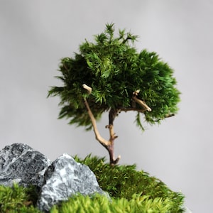 Handmade mini zen garden featuring a gray concrete pot with a mini bonsai tree crafted from natural roots and preserved mood moss, accented with two dark decorative stones. Close-up of a tree.