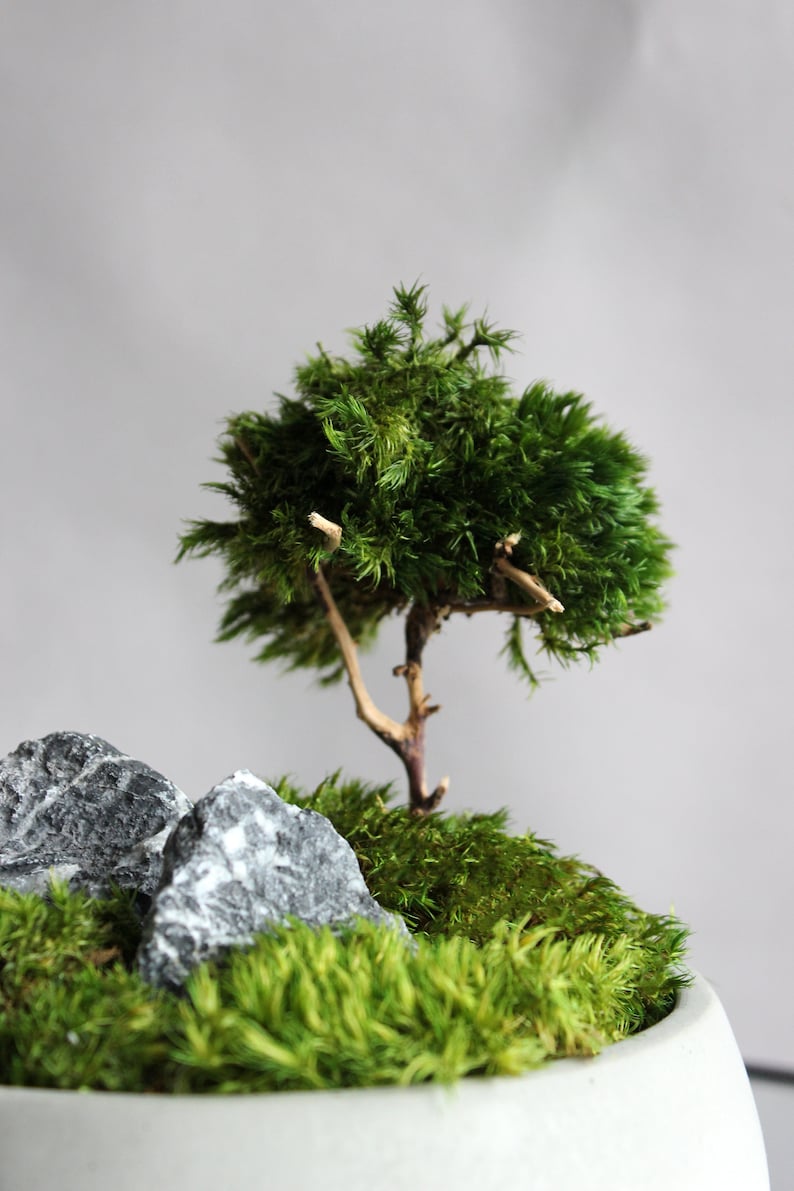Handmade mini zen garden featuring a gray concrete pot with a mini bonsai tree crafted from natural roots and preserved mood moss, accented with two dark decorative stones. Close-up of a tree.