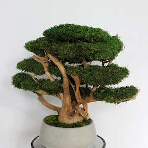 Very large preserved moss bonsai tree made from natural long moss in a medium green shade, arranged on natural driftwood in a handmade gray concrete pot filled with preserved mood moss.