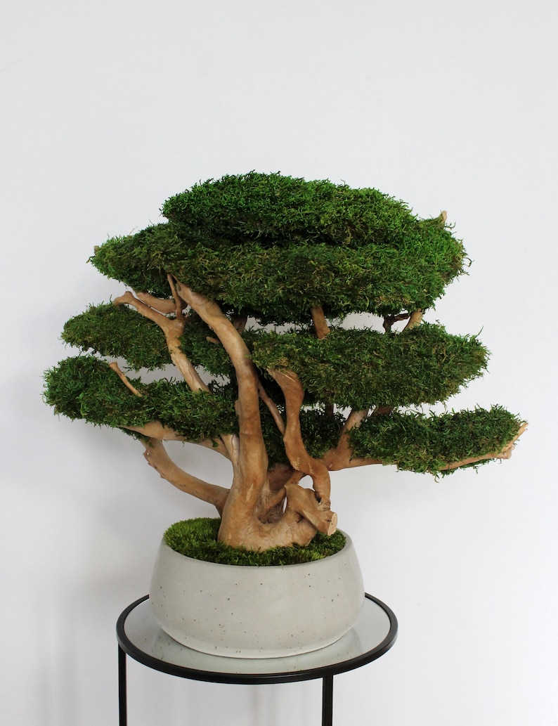Very large preserved moss bonsai tree made from natural long moss in a medium green shade, arranged on natural driftwood in a handmade gray concrete pot filled with preserved mood moss.