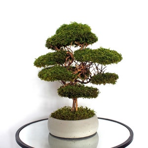 Natural-looking preserved flat moss bonsai, mounted on real roots and displayed in a handcrafted white concrete pot with a moss-covered base.