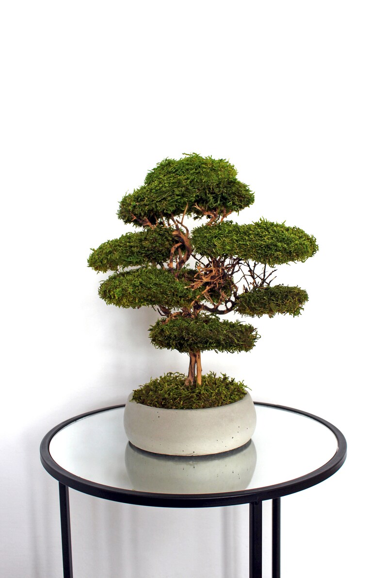 Natural-looking preserved flat moss bonsai, mounted on real roots and displayed in a handcrafted white concrete pot with a moss-covered base.