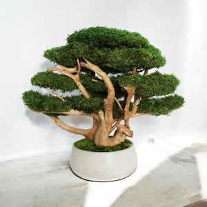 Natural bonsai tree in concrete pot, realistic artificial bonsai tree made from preserved moss, natural trunk and roots