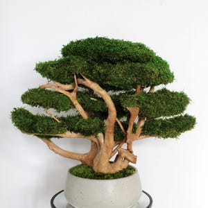 Very large preserved moss bonsai tree made from natural long moss in a medium green shade, arranged on natural driftwood in a handmade gray concrete pot filled with preserved mood moss.