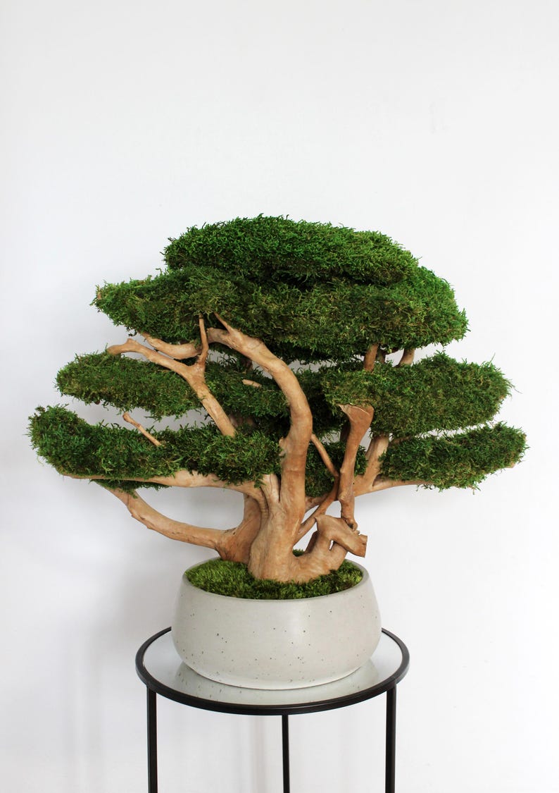 Very large preserved moss bonsai tree made from natural long moss in a medium green shade, arranged on natural driftwood in a handmade gray concrete pot filled with preserved mood moss.