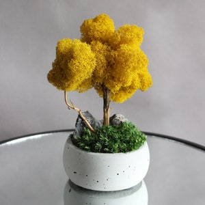 Yellow bonsai tree with stone and moss, autumn table centerpiece, fall decorations for home image 9
