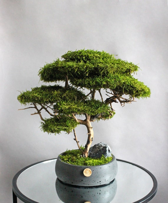Bonsai Tree, Artificial Bonsai, Living Room Decor, Home Office Decor,  Desktop Decorations, Minimalist Calm Decor, New Apartment Gift - Etsy Israel