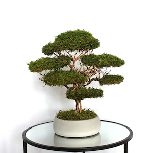 Preserved moss bonsai tree made from natural flat moss in a medium green shade, arranged on natural roots in a handmade white concrete pot filled with preserved moss.