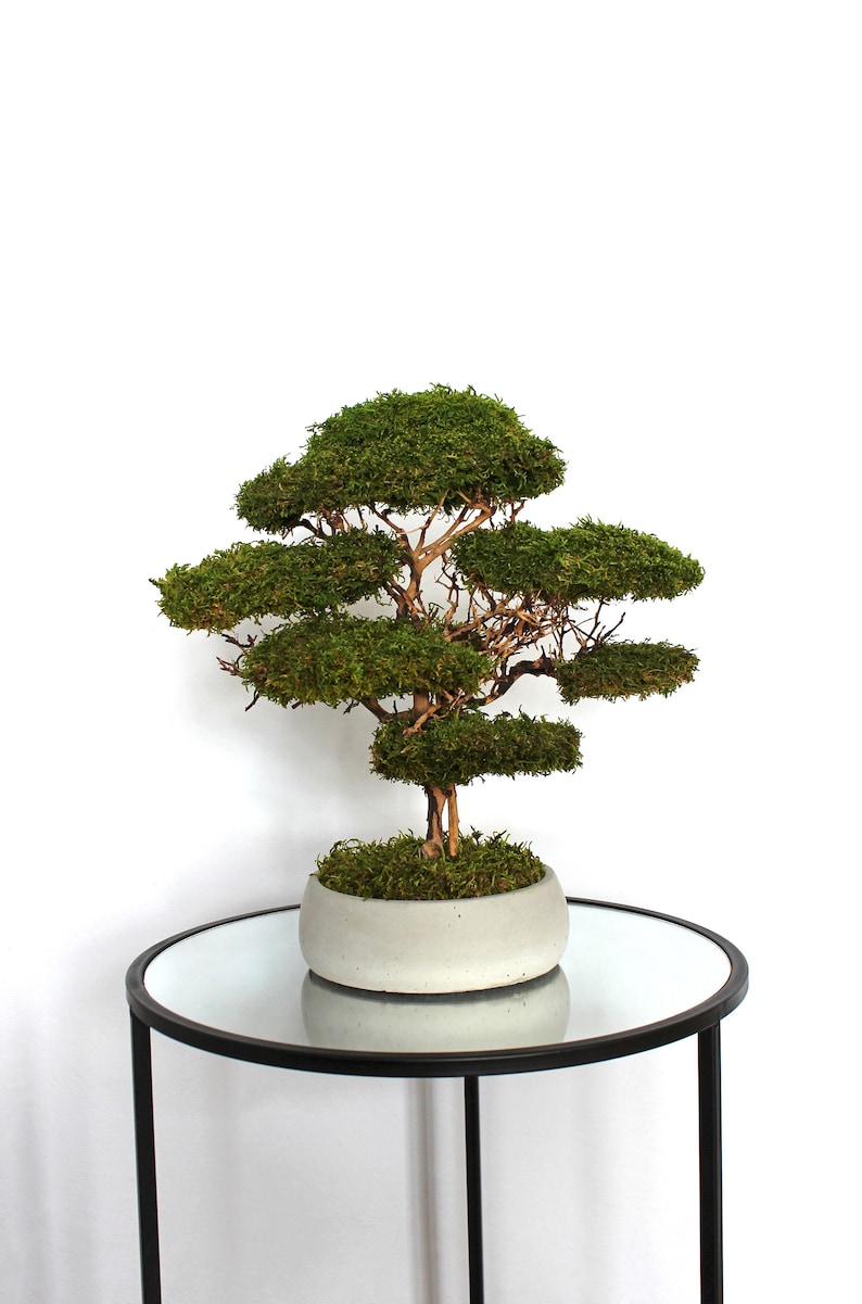 Preserved moss bonsai tree made from natural flat moss in a medium green shade, arranged on natural roots in a handmade white concrete pot filled with preserved moss.