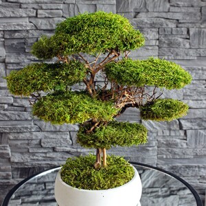 Preserved moss bonsai tree made from natural flat moss in a medium green shade, arranged on natural roots in a handmade white concrete pot filled with preserved moss.