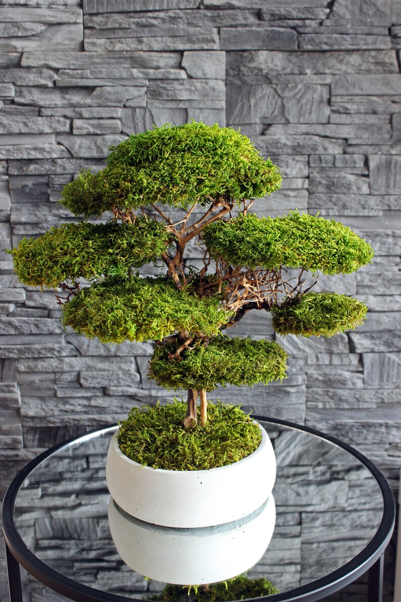 Preserved moss bonsai tree made from natural flat moss in a medium green shade, arranged on natural roots in a handmade white concrete pot filled with preserved moss.