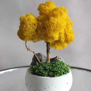 Yellow bonsai tree with stone and moss, autumn table centerpiece, fall decorations for home image 7