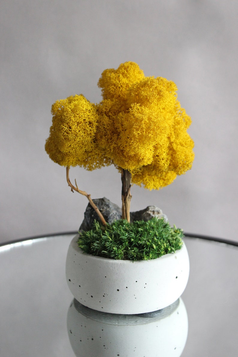 Yellow bonsai tree with stone and moss, autumn table centerpiece, fall decorations for home image 7
