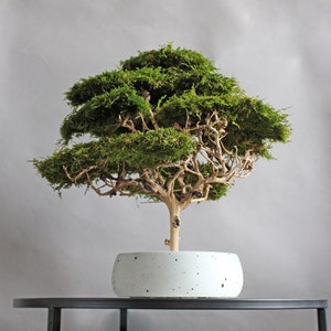 Handmade preserved moss bonsai tree with a natural green flat moss canopy, decorative exposed branches, and a round grey planter measuring 15 cm in diameter.
