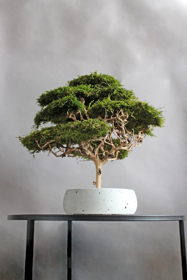 Handmade preserved moss bonsai tree with a natural green flat moss canopy, decorative exposed branches, and a round grey planter measuring 15 cm in diameter.