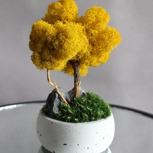Yellow bonsai tree with stone and moss, autumn table centerpiece, fall decorations for home image 6