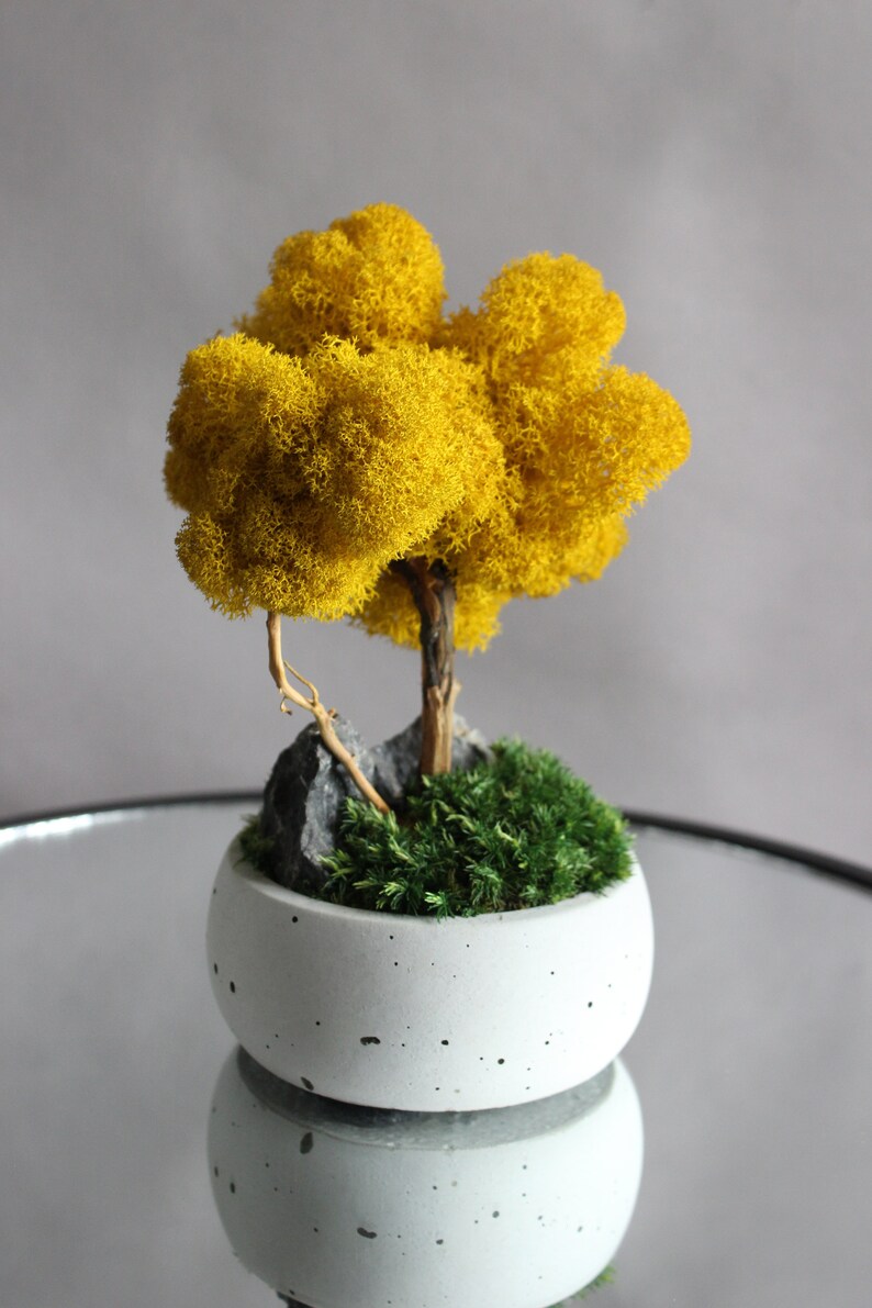 Yellow bonsai tree with stone and moss, autumn table centerpiece, fall decorations for home image 6