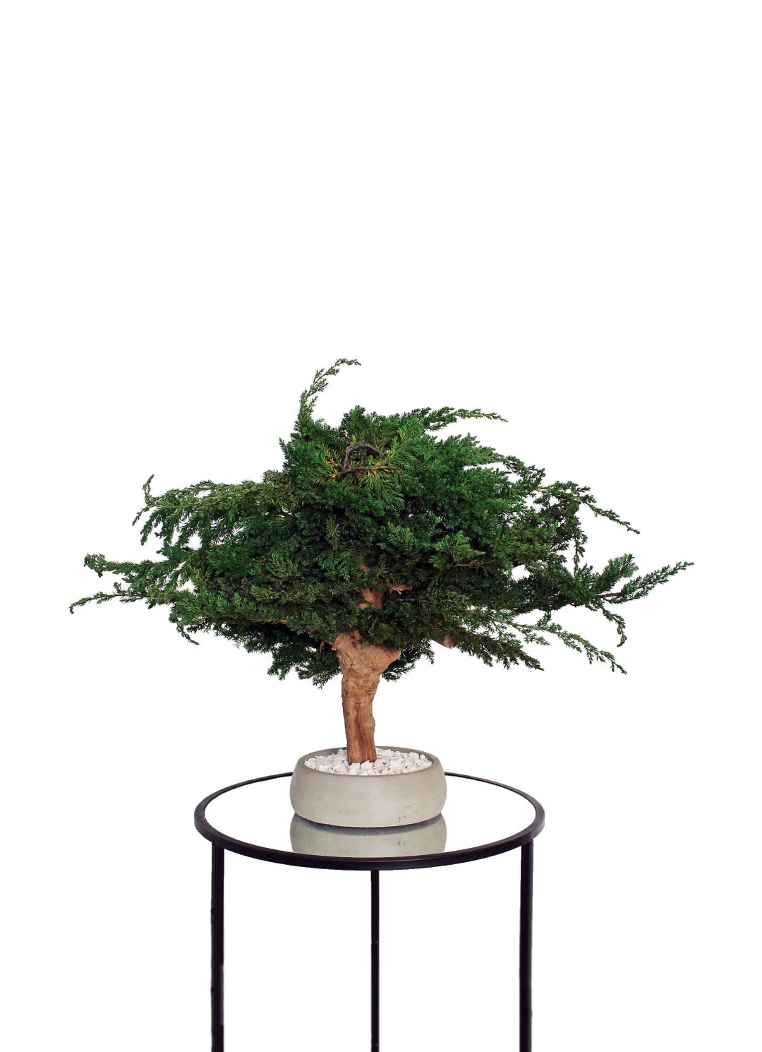 Juniper Bonsai Tree Large Natural Preserved Juniper Etsy