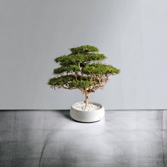 Artificial bonsai tree with natural moss and trunk, indoor driftwood bonsai plant, savanna acacia tree