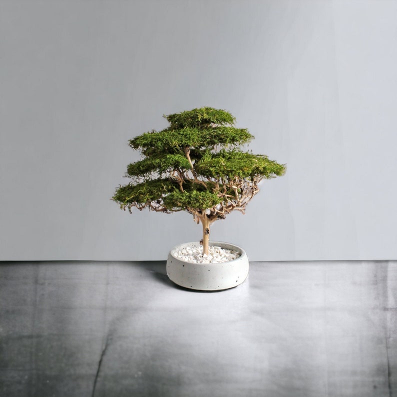 Handmade bonsai tree made from preserved flat moss in a natural green shade, displayed in a 15 cm round grey bowl with beautifully visible decorative branches.