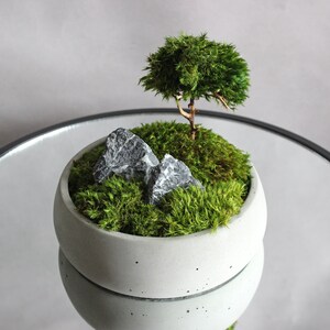 Mini bonsai zen garden in a handcrafted gray concrete planter, showcasing a natural root bonsai tree, preserved mood moss, and decorative dark rocks.