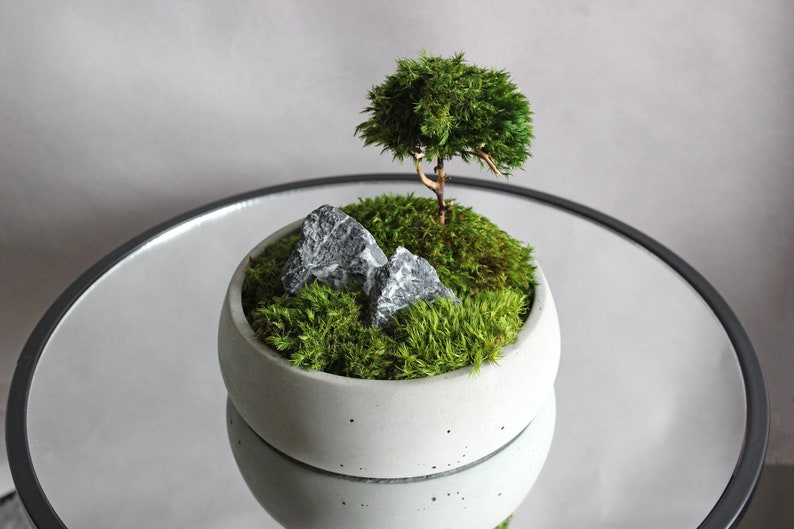 Mini bonsai zen garden in a handcrafted gray concrete planter, showcasing a natural root bonsai tree, preserved mood moss, and decorative dark rocks.