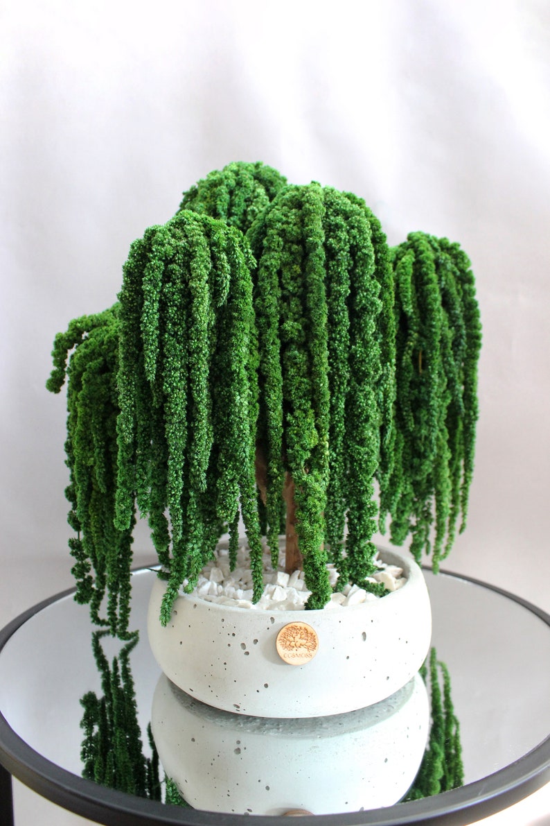 Weeping Willow Bonsai Tree Preserved Amaranth Bonsai Etsy