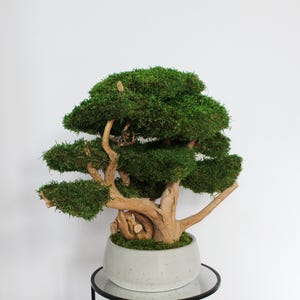 Very large preserved moss bonsai tree made from natural long moss in a medium green shade, arranged on natural driftwood in a handmade gray concrete pot filled with preserved mood moss.