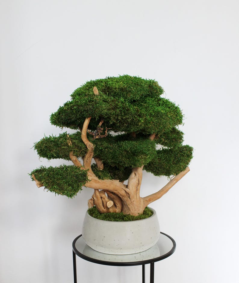 Very large preserved moss bonsai tree made from natural long moss in a medium green shade, arranged on natural driftwood in a handmade gray concrete pot filled with preserved mood moss.