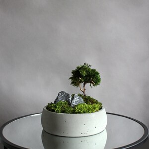 Mini bonsai zen garden in a handcrafted gray concrete planter, showcasing a natural root bonsai tree, preserved mood moss, and decorative dark stones.